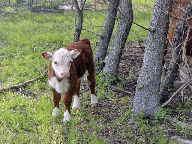 A Good Mix on a Small Farm A Good Mix on a Small Farm