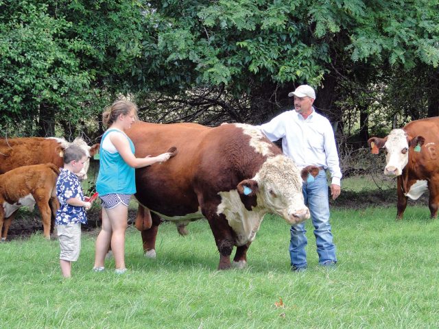 Happy with Herefords Happy with Herefords