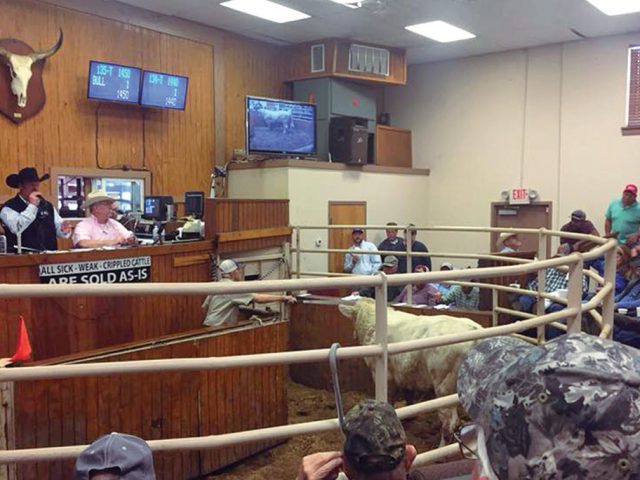 Lessons Learned in the Cattle Business Lessons Learned in the Cattle Business