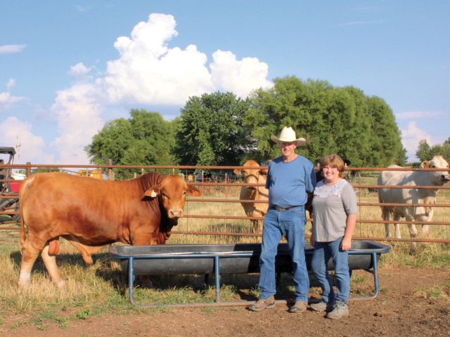 Gaited Horses and Beefmaster Cattle Gaited Horses and Beefmaster Cattle