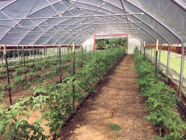 High Tunnels Give Farmers a Head Start High Tunnels Give Farmers a Head Start