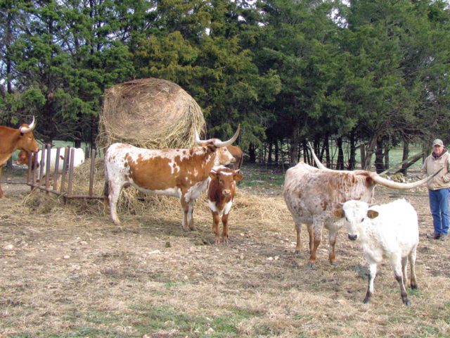Raising Longhorns Raising Longhorns