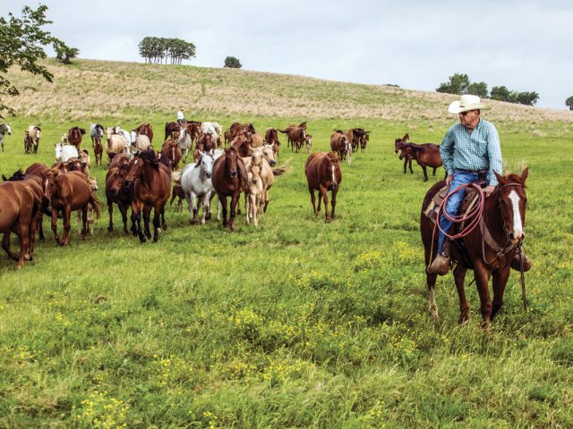 Always Marketing Cattle Always Marketing Cattle