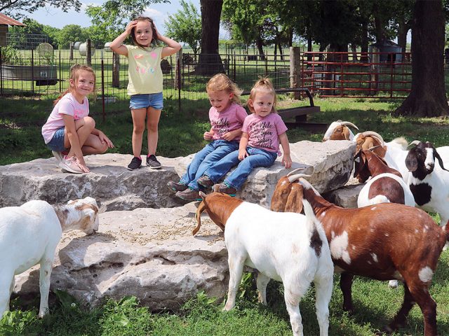 Back in the Goat Business Back in the Goat Business